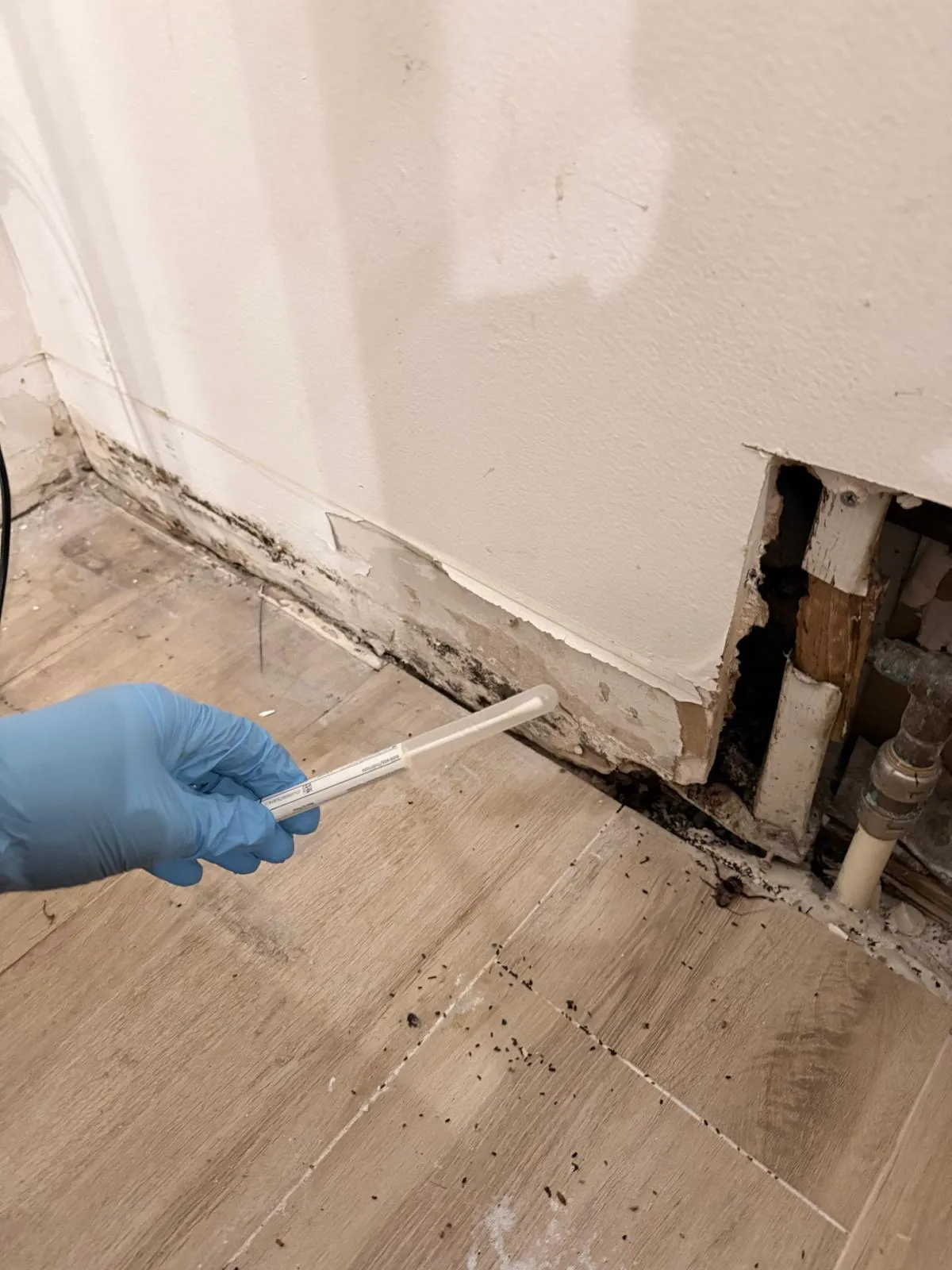 Mold discovered inside a damaged interior wall