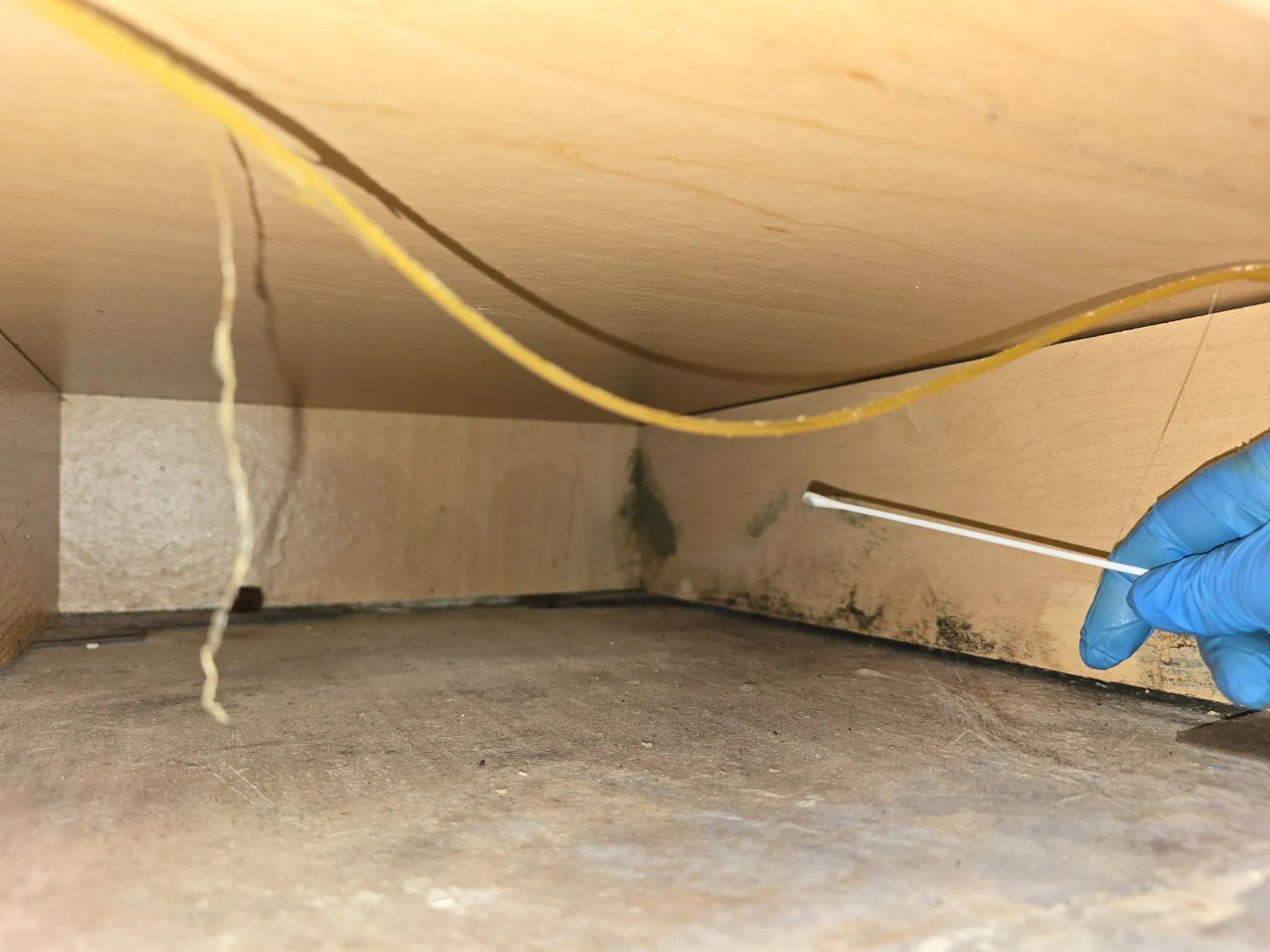Mold found inside a kitchen cabinet